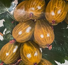 Agriș Urias de Pallag