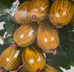 Agriș Urias de Pallag