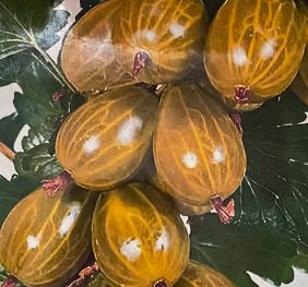 Agriș Urias de Pallag