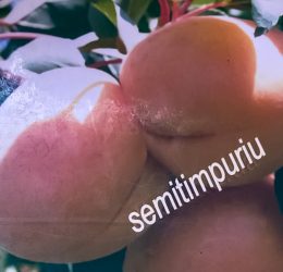 Cais de Ananas – soi semitimpuriu