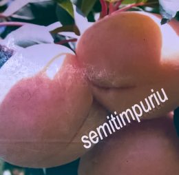 Cais de Ananas – soi semitimpuriu