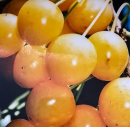 Cireș clasic – soi semitimpuriu