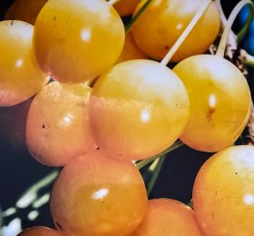 Cireș clasic – soi semitimpuriu