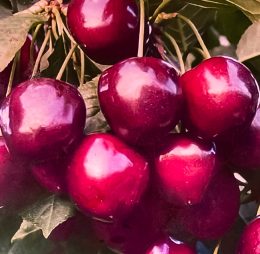 Cireș inima de porumbei