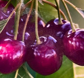 Cireș rosii de bistrita