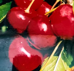 Cireș Stella – soi semitimpuriu