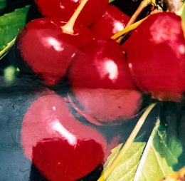 Cireș Stella – soi semitimpuriu