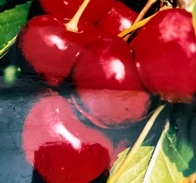 Cireș Stella – soi semitimpuriu