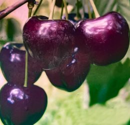 Cireș pietroase de iunie