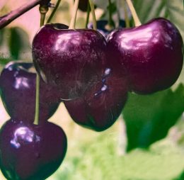 Cireș pietroase de iunie