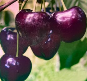 Cireș pietroase de iunie