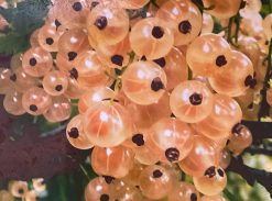 Coacaz Alb – Blanca