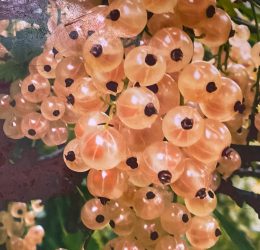 Coacaz Alb – Blanca