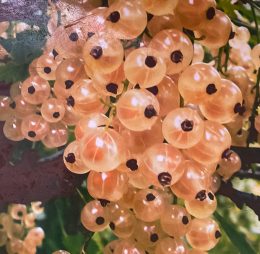 Coacaz Alb – Blanca