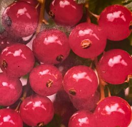 Coacaz Ro?u timpuriu