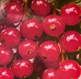 Coacaz Ro?u timpuriu