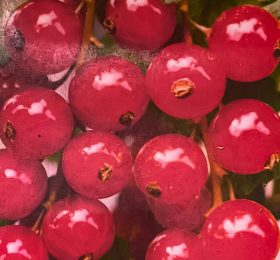 Coacaz Ro?u timpuriu