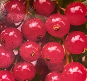 Coacaz Ro?u timpuriu