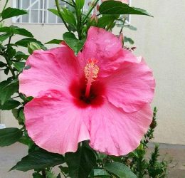 Hibiscus