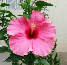 Hibiscus