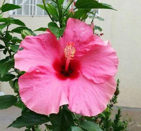Hibiscus
