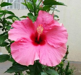 Hibiscus