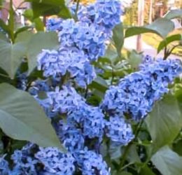 Liliac  – Albastru