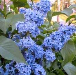 Liliac  – Albastru