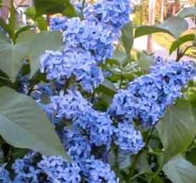 Liliac  – Albastru