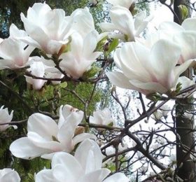 Magnolie alb
