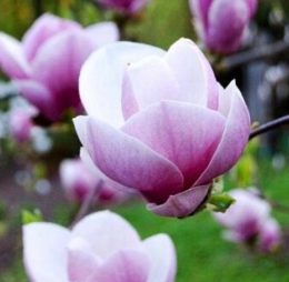 Magnolie mov