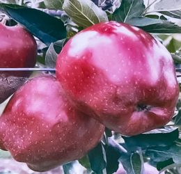 Mar – Bot de iepure