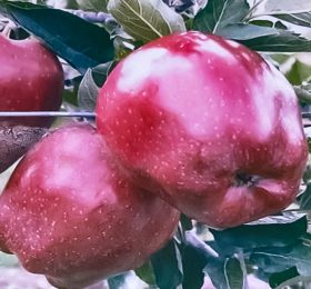 Mar – Bot de iepure