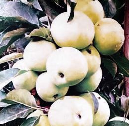 Mar Columnar „Medoc” – soi de vara