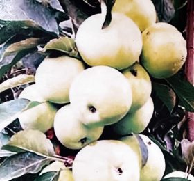 Mar Columnar „Medoc” – soi de vara