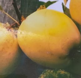 Mar – Golden auriu