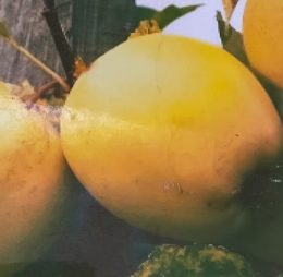 Mar – Golden auriu