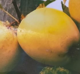 Mar – Golden auriu