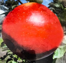 Mar – Idared – soi de iarna