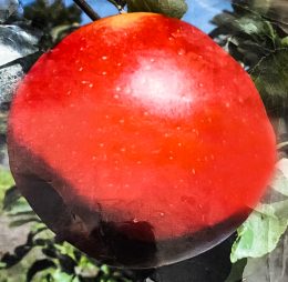 Mar – Idared – soi de iarna