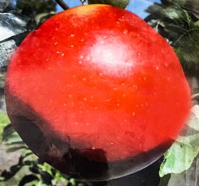 Mar – Idared – soi de iarna