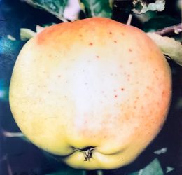 Mar – Parmen auriu – soi de toamna