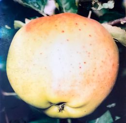 Mar – Parmen auriu – soi de toamna