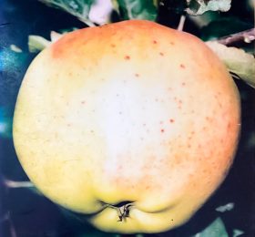 Mar – Parmen auriu – soi de toamna