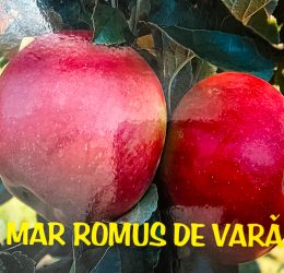 Mar – Romus de vara
