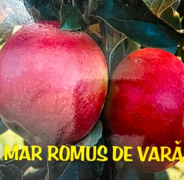 Mar – Romus de vara