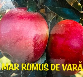 Mar – Romus de vara