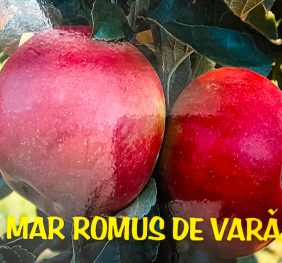 Mar – Romus de vara