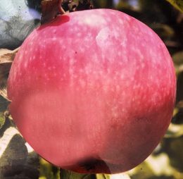 Mar – Slava biruitorului