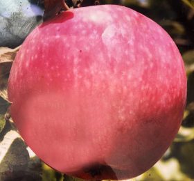 Mar – Slava biruitorului